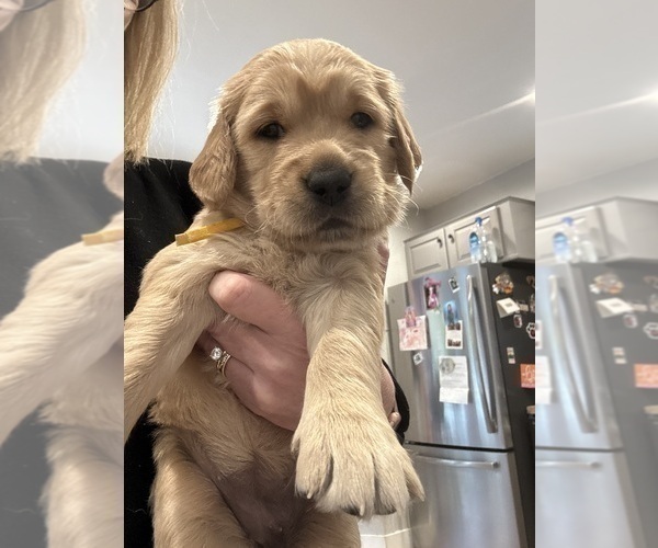 Medium Photo #4 Golden Retriever Puppy For Sale in GRAND RAPIDS, MI, USA
