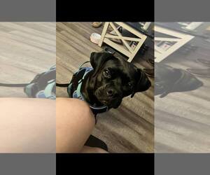 Boxer Dogs for adoption in New Orleans, LA, USA