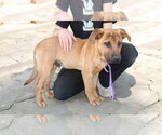 Small #10 Boxador