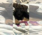 Small #1 Bullboxer Pit