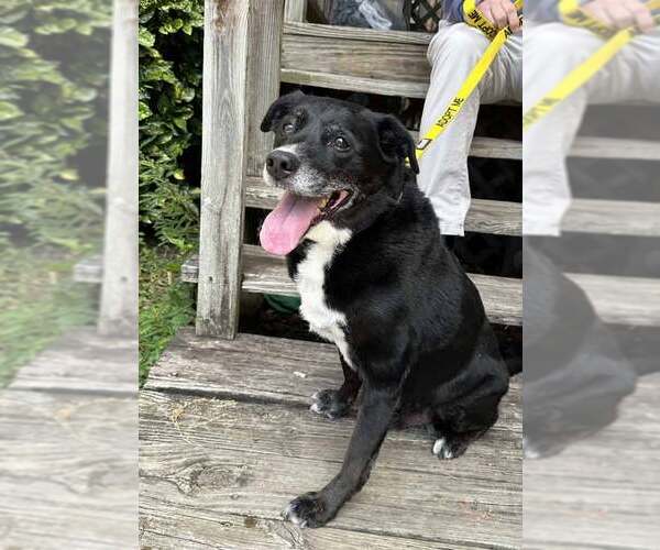 Medium Photo #6 Labrador Retriever-Unknown Mix Puppy For Sale in Kennesaw, GA, USA
