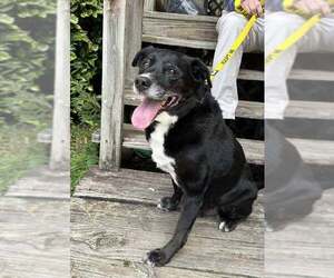 Boomer - Male Labrador Retriever-Unknown Mix Dog for Adoption - Photo #6