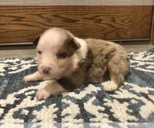 Australian Shepherd Puppy for sale in LODA, IL, USA