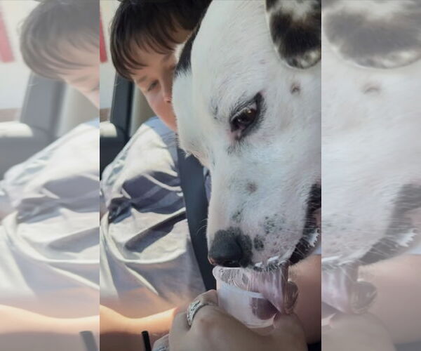 Medium Photo #10 English Setter-Labrador Retriever Mix Puppy For Sale in Rustburg, VA, USA