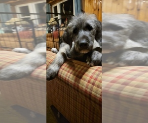 Irish Wolfhound Puppy for sale in RIVES JUNCTION, MI, USA