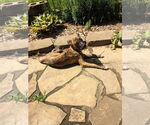 Small #7 Boxer Mix