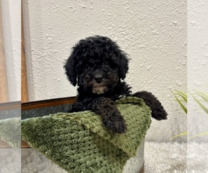 Whoodle (Miniature) Puppy for sale in DOSS, MO, USA