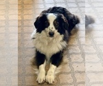 Small Photo #1 Australian Shepherd Puppy For Sale in SKY ACRES, VT, USA