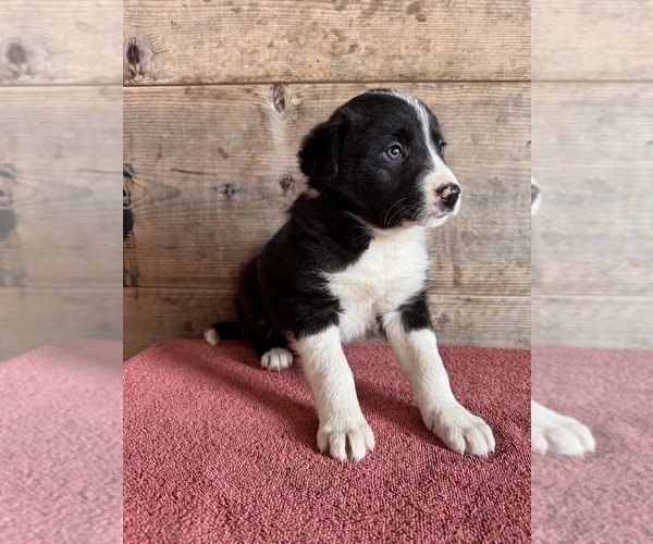 Medium Photo #6 Border Collie Puppy For Sale in VERMONTVILLE, MI, USA