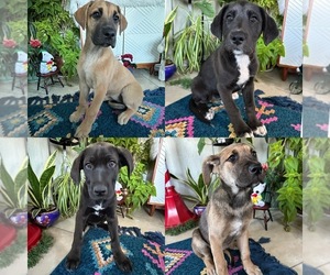 German Shepherd Dog-Great Dane Mix Dog for Adoption in SAN BERNARDINO, California USA