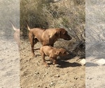 Small Photo #86 Rhodesian Ridgeback Puppy For Sale in MORONGO VALLEY, CA, USA