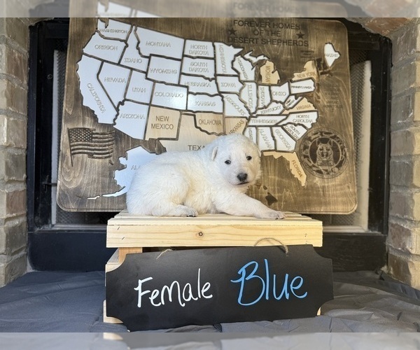 Medium Photo #23 German Shepherd Dog Puppy For Sale in GARDEN CITY, TX, USA