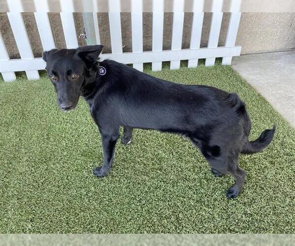 Medium Photo #1 Borador Puppy For Sale in Modesto, CA, USA