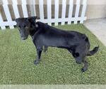 Small Borador