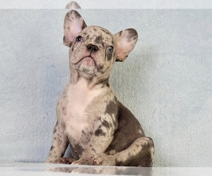 French Bulldog Puppy for sale in BOSTON, MA, USA