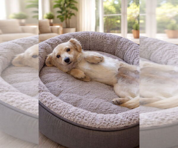 Medium Photo #2 Mutt Puppy For Sale in San Diego, CA, USA