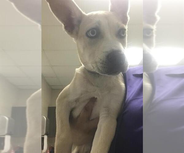 Medium Photo #1 Mutt Puppy For Sale in Conroe, TX, USA