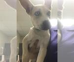 Small Mutt