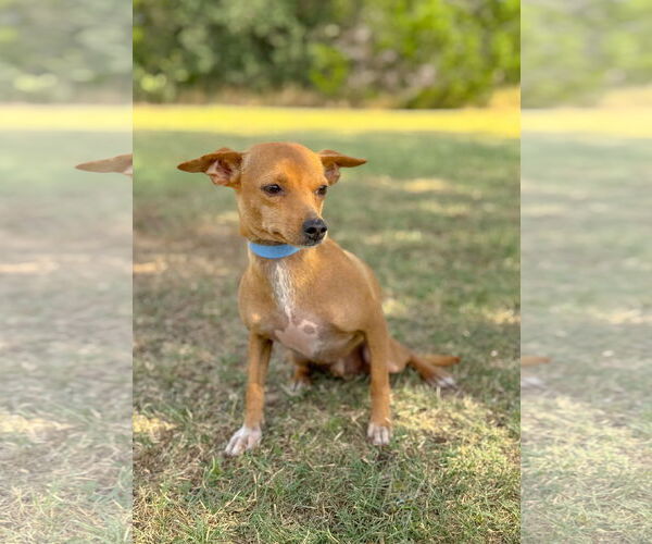 Medium Photo #2 Chihuahua-Unknown Mix Puppy For Sale in PIPE CREEK, TX, USA