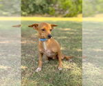 Small #1 Chihuahua Mix