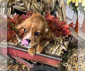 Golden Cavalier Puppy for sale in TUSCOLA, IL, USA