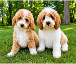 Goldendoodle (Miniature) Puppy for sale in FAIR HAVEN, MI, USA