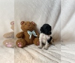 Small #4 Goldendoodle