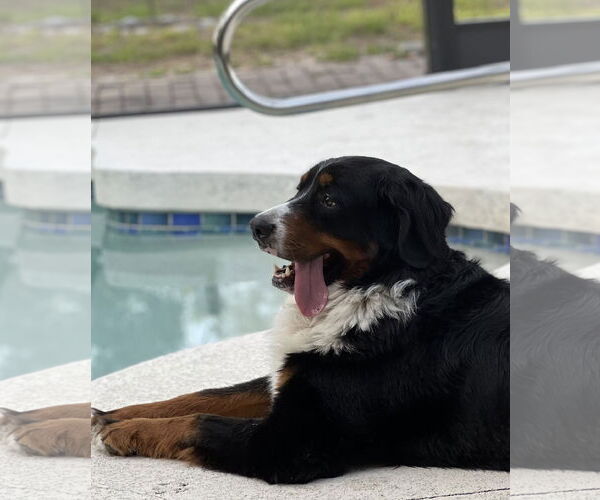 Medium Photo #5 Bernese Mountain Dog Puppy For Sale in Valrico, FL, USA
