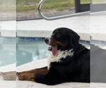 Small #4 Bernese Mountain Dog
