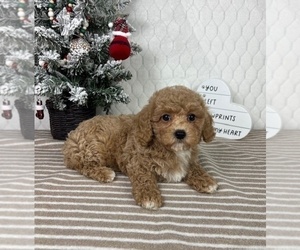 Cavapoo (Miniature) Puppy for Sale in GREENFIELD, Indiana USA