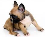 Small Photo #2 French Bulldog Puppy For Sale in PORT SAINT LUCIE, FL, USA