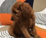 Small Photo #3 Goldendoodle Puppy For Sale in RANCHO CUCAMONGA, CA, USA