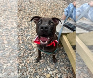 American Staffordshire Terrier-German Shepherd Dog Mix Dogs for adoption in Holly Springs, NC, USA