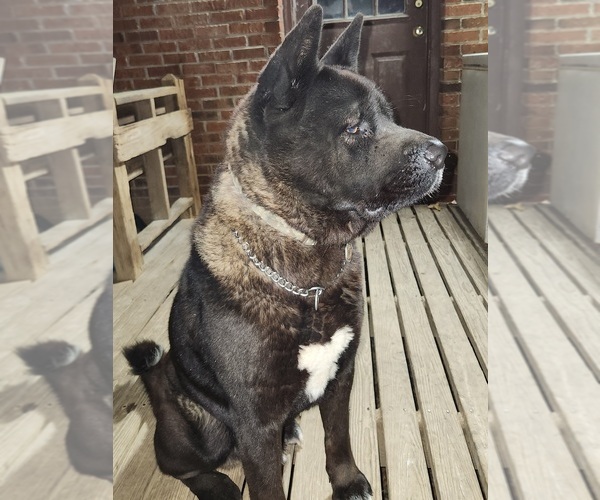 Medium Photo #1 Akita Puppy For Sale in MEM, TN, USA