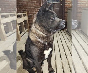 Father of the Akita puppies born on 04/25/2026
