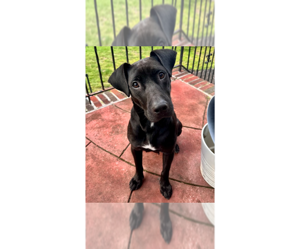 Medium Photo #5 Labrador Retriever-Unknown Mix Puppy For Sale in Brewster, NY, USA