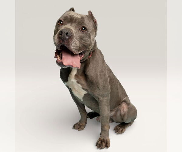 Medium Photo #1 Mutt Puppy For Sale in Rowlett, TX, USA