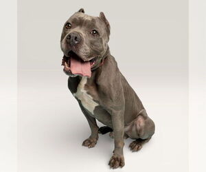 Mutt Dogs for adoption in Rowlett, TX, USA