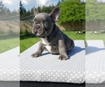 Small Photo #7 French Bulldog Puppy For Sale in GRAHAM, WA, USA