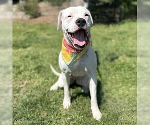 Boxer-Unknown Mix Dogs for adoption in Warrenton, VA, USA