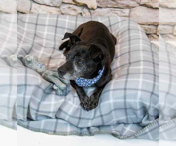 Medium Photo #5 Mutt Puppy For Sale in Kennesaw, GA, USA