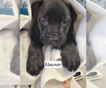 Small #1 Labrador Retriever Mix