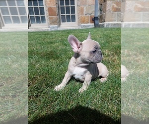 French Bulldog Puppy for Sale in PAWTUCKET, Rhode Island USA