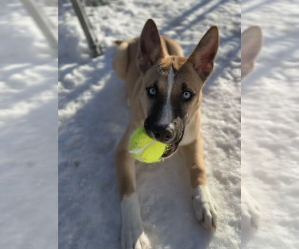 Medium Photo #3 Siberian Husky-Unknown Mix Puppy For Sale in Bemidji, MN, USA