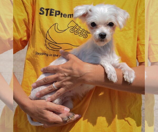 Medium Photo #2 Maltese Puppy For Sale in Huntley, IL, USA