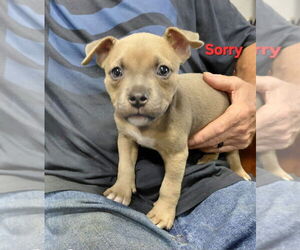 Mutt Dogs for adoption in South Bend, IN, USA