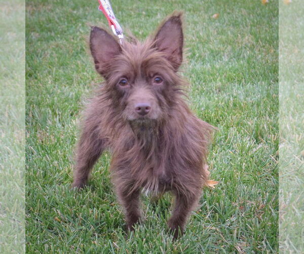 Medium Photo #3 Toxirn Puppy For Sale in Huntley, IL, USA