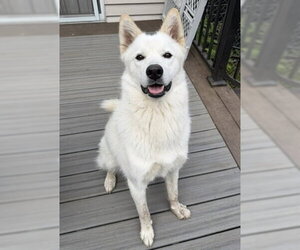 Xarpo - Female Siberian Husky-Unknown Mix Dog for Adoption - Photo #4