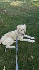 Goldendoodle Puppy for sale in NAPERVILLE, IL, USA