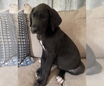Small Photo #15 Great Dane Puppy For Sale in CLOVER, SC, USA